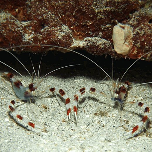 Banded coral shrimp with long white antennae under a ledge