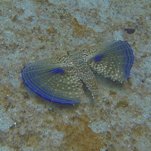 A flying gurnard with blue-edged wing-like fins spread on the sand