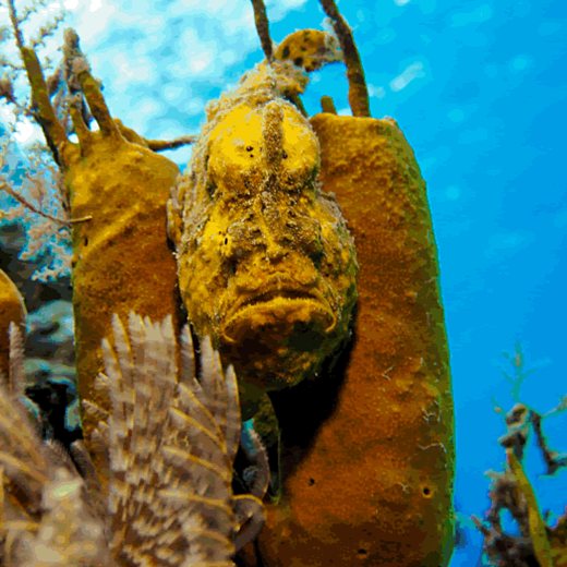 A yellow frogfish beside a yellow sponge