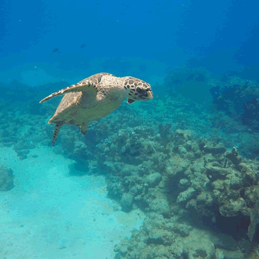 A hawksbill turtle gliding over the reef