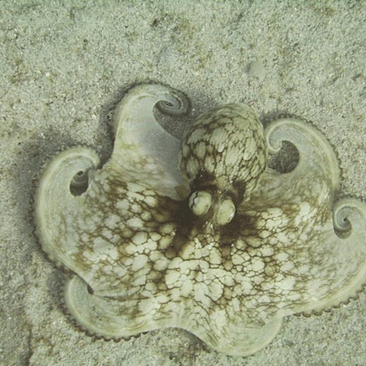 An octopus spread out on the sand