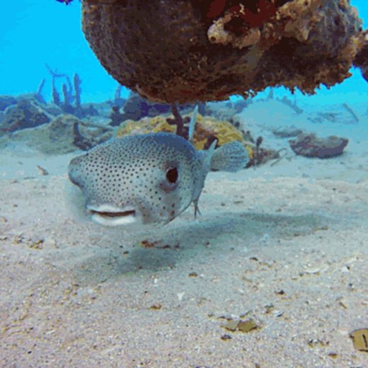 A porcupinefish hovering over the sand