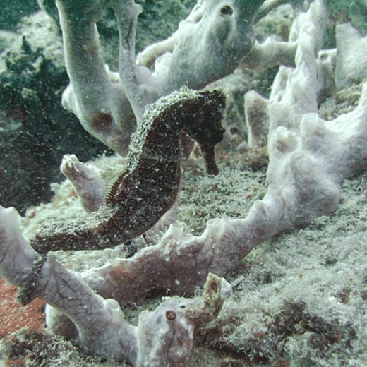 A seahorse holding on among white tube sponges