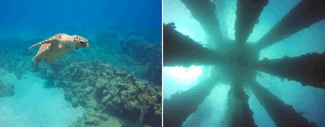 A hawksbill turtle swimming over a St. Croix reef, and the pilings of the Frederiksted Pier seen from below