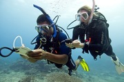 Fish Identification Scuba Diver Course in Saint Croix, US Virgin Islands